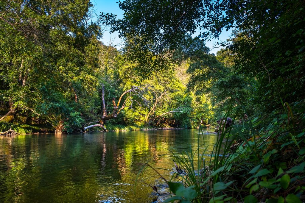 River with the sunlight bouncing off of it, reflecting the surrounding branchy, leafy green trees.